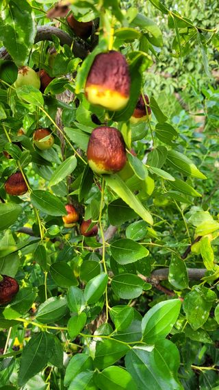 서승종님의 기타작물 · 병해충상담 작성글 사진