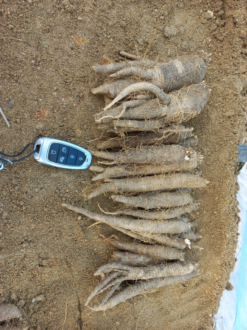 이명숙님의 장터 판매 상품 [더덕 대,중.소 섞어 1kg  판매완료 ] 첨부 사진