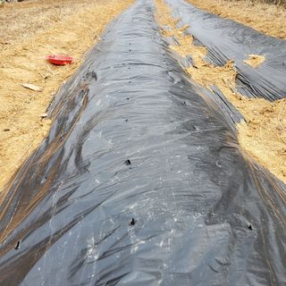 봉덕팜님의 기타작물 · 자유게시판 작성글 사진