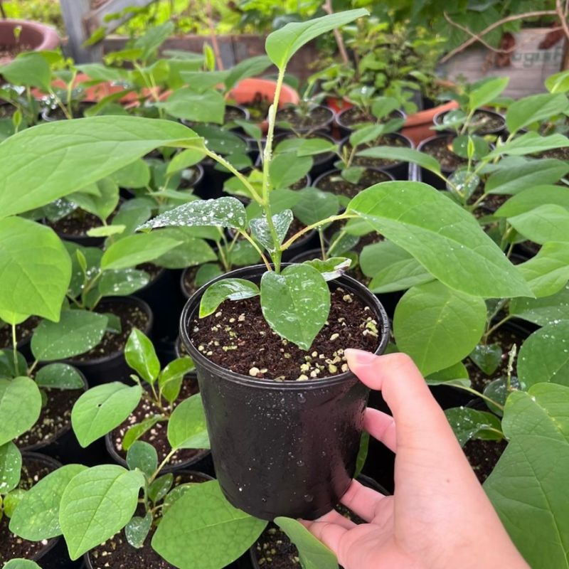 이기자원예종묘님의 장터 판매 상품 [토종 함박꽃(산목련) 포트묘목 1주] 첨부 사진