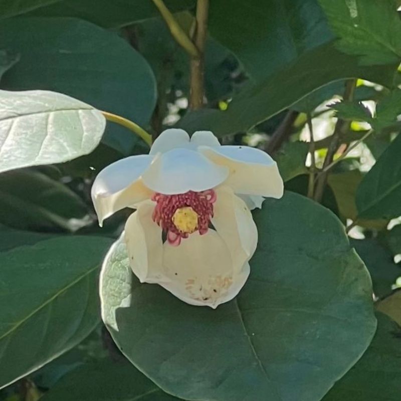 이기자원예종묘님의 장터 판매 상품 [토종 함박꽃(산목련) 포트묘목 1주] 첨부 사진