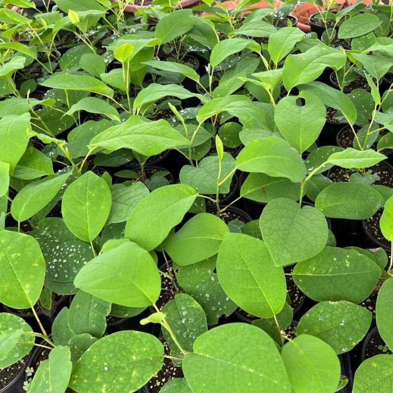 이기자원예종묘님의 장터 판매 상품 [토종 함박꽃(산목련) 포트묘목 1주] 첨부 사진