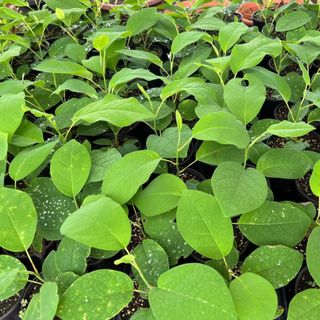 이기자원예종묘님의 작성글 사진