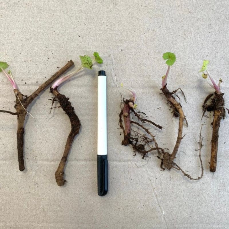 이기자원예종묘님의 장터 판매 상품 [머위 종근 5개] 첨부 사진