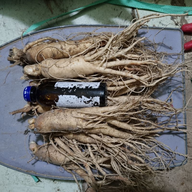 모두팜님의 장터 판매 상품 [6년근 인삼 판매합니다 ➡️ 750g] 첨부 사진