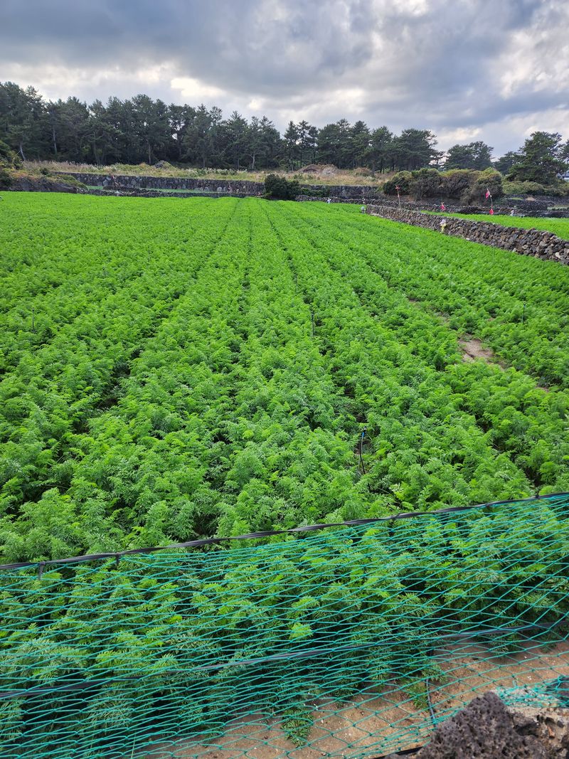 김태환님의 장터 판매 상품 [(판매종료)제주 구좌 당근 물량 얼마 안남았어요] 첨부 사진