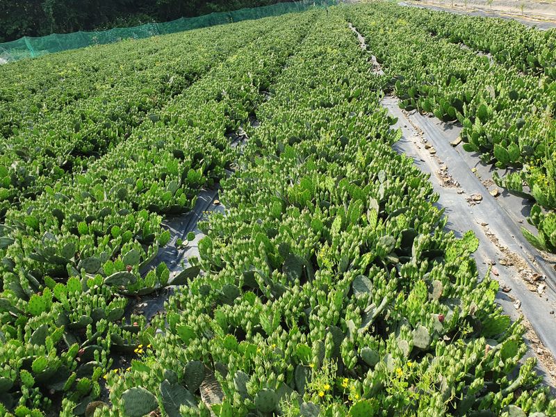 새순농원님의 장터 판매 상품 [천년초 줄기분말  1kg] 첨부 사진