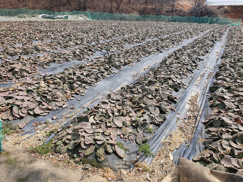 새순농원님의 장터 판매 상품 [천년초 줄기분말  1kg] 첨부 사진