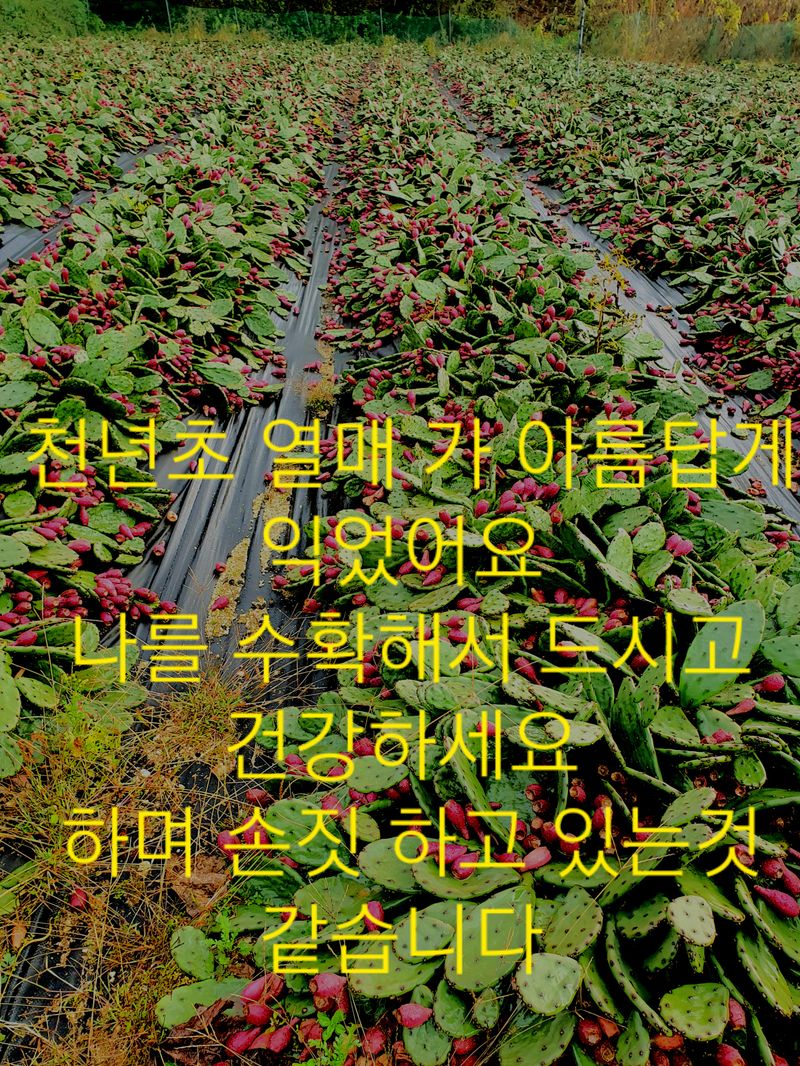 장터 상품 [천년초 줄기분말  1kg] 썸네일