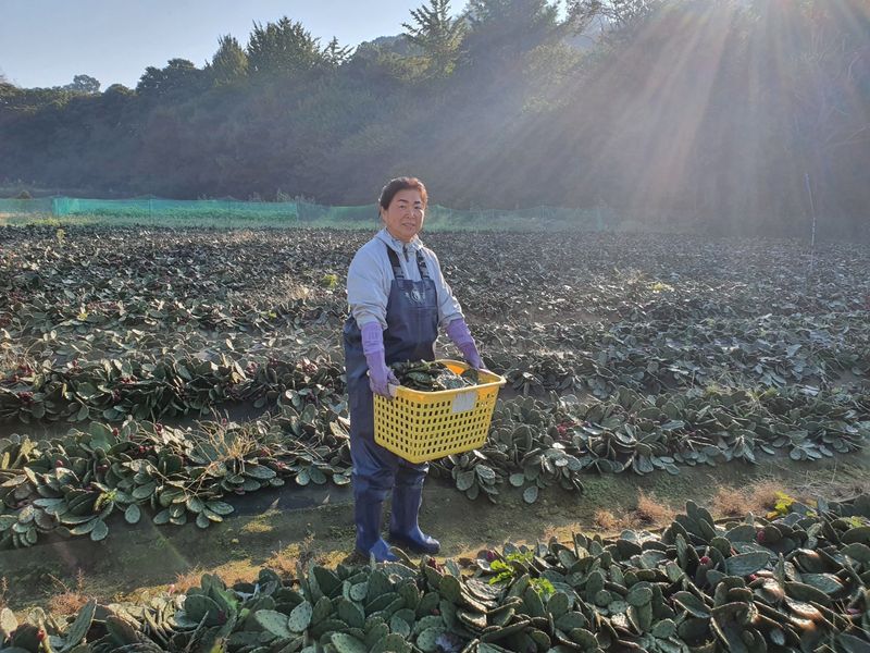 새순농원님의 장터 판매 상품 [천년초 줄기분말  1kg] 첨부 사진