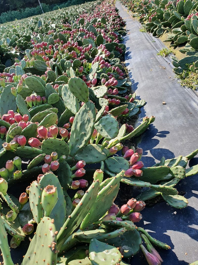 새순농원님의 장터 판매 상품 [천년초 줄기분말  1kg] 첨부 사진