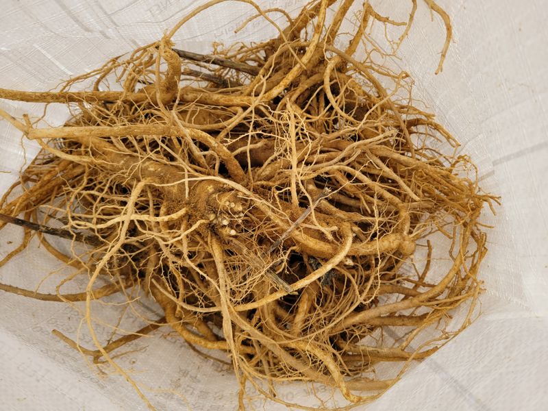 장터 상품 [도라지1kg] 썸네일