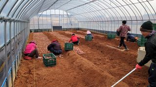 무안선유농원님의 고구마 · 자유게시판 작성글 사진