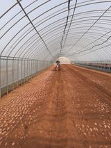 팜모닝 고구마·자유게시판 게시글 이미지