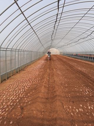 무안선유농원님의 고구마 · 자유게시판 작성글 사진