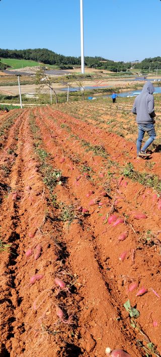무안선유농원님의 고구마 · 자유게시판 작성글 사진