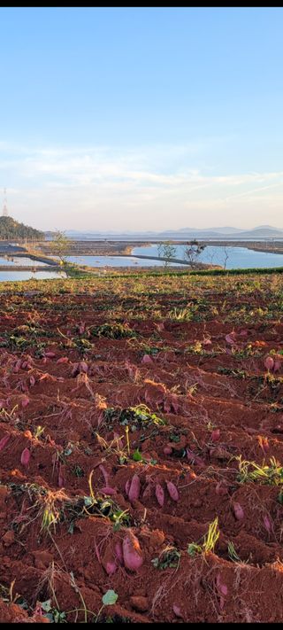 무안선유농원님의 고구마 · 자유게시판 작성글 사진