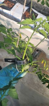 팜모닝 토마토·병해충상담 게시글 이미지