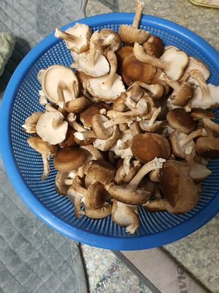 하나라도 소중하게님의 버섯 · 일상 작성글 사진