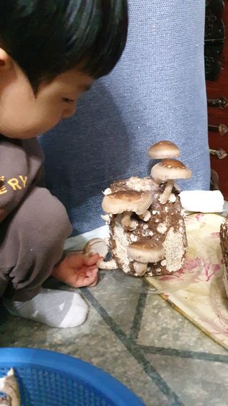 하나라도 소중하게님의 버섯 · 일상 작성글 사진