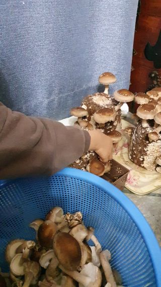 하나라도 소중하게님의 버섯 · 일상 작성글 사진