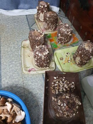 하나라도 소중하게님의 버섯 · 일상 작성글 사진