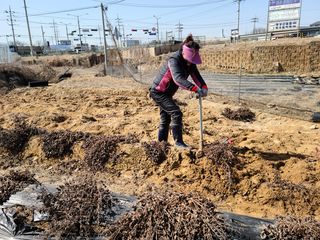 단삼님의 기타작물 · 자유게시판 작성글 사진
