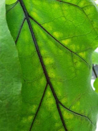 봉성진님의 기타작물 · 병해충상담 작성글 사진