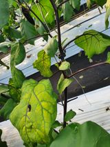 팜모닝 기타작물·병해충상담 게시글 이미지