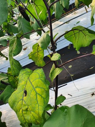 봉성진님의 기타작물 · 병해충상담 작성글 사진