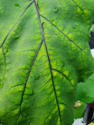 봉성진님의 기타작물 · 병해충상담 작성글 사진