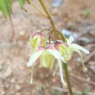 이기자원예종묘님의 작성글 사진