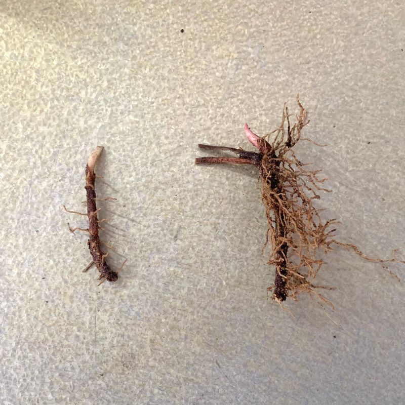 이기자원예종묘님의 장터 판매 상품 [삼지구엽초 종근 5촉] 첨부 사진