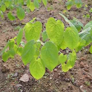 이기자원예종묘님의 작성글 사진