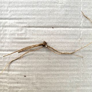 이기자원예종묘님의 작성글 사진