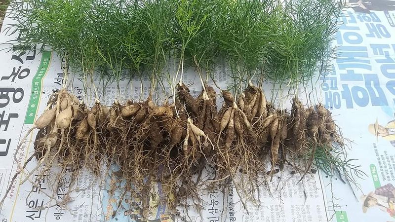 이창신님의 장터 판매 상품 [천문동모종2년생30포기] 첨부 사진