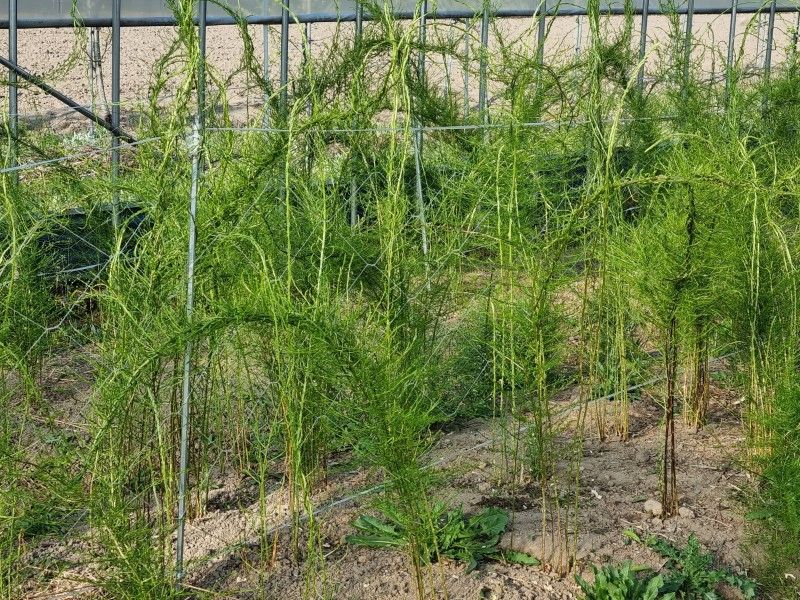 이창신님의 장터 판매 상품 [천문동모종2년생30포기] 첨부 사진