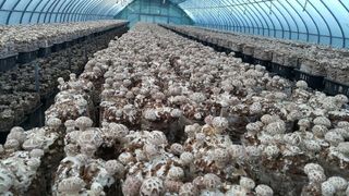 버섯스토리님의 버섯 · 일상 작성글 사진