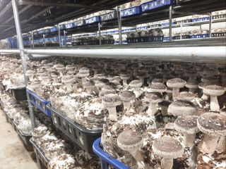 버섯스토리님의 버섯 · 일상 작성글 사진