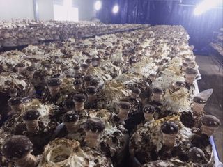 버섯스토리님의 버섯 · 일상 작성글 사진