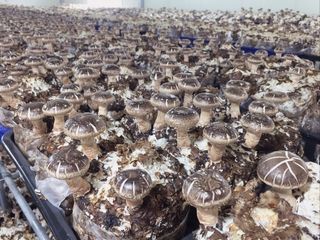 버섯스토리님의 버섯 · 일상 작성글 사진