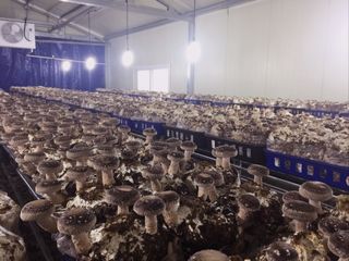 버섯스토리님의 버섯 · 일상 작성글 사진