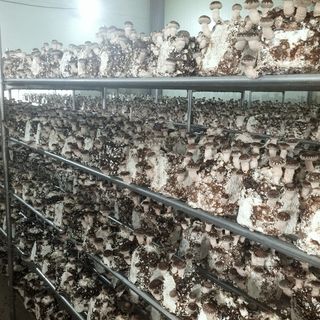 버섯스토리님의 버섯 · 일상 작성글 사진