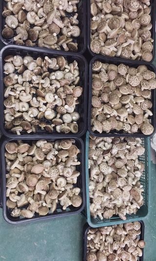 버섯스토리님의 버섯 · 일상 작성글 사진