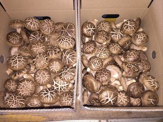 버섯스토리님의 버섯 · 일상 작성글 사진