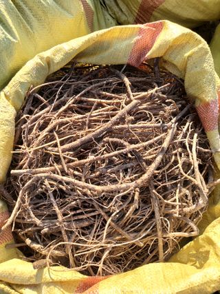 이호성님의 두릅 · 품종•종자 작성글 사진