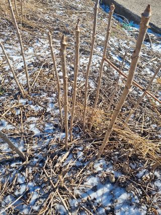 이호성님의 두릅 · 품종•종자 작성글 사진