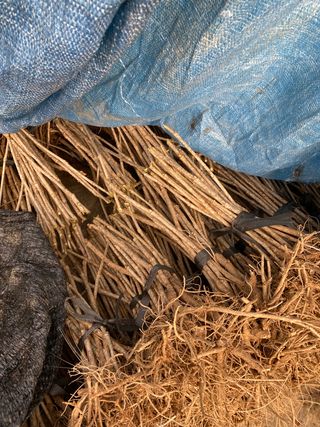 이호성님의 두릅 · 품종•종자 작성글 사진