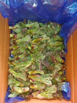 알 수 없음님의 두릅 · 삽목•정식 작성글 사진
