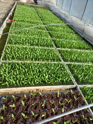 마정숙님의 고추 · 품종•종자 작성글 사진